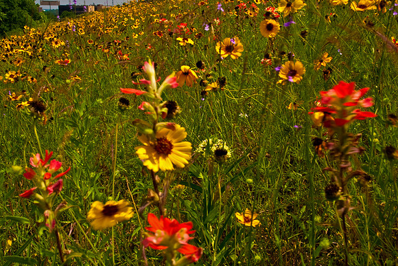 Wildflowers, Austin, TX