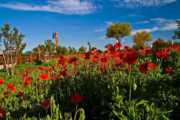 Poppy flowers, near Austin, TX