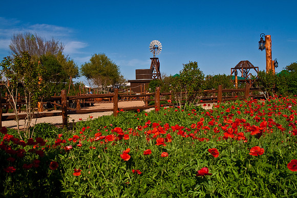Poppy flowers, near Austin, TX