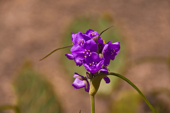 Wildflowers around Austin, TX